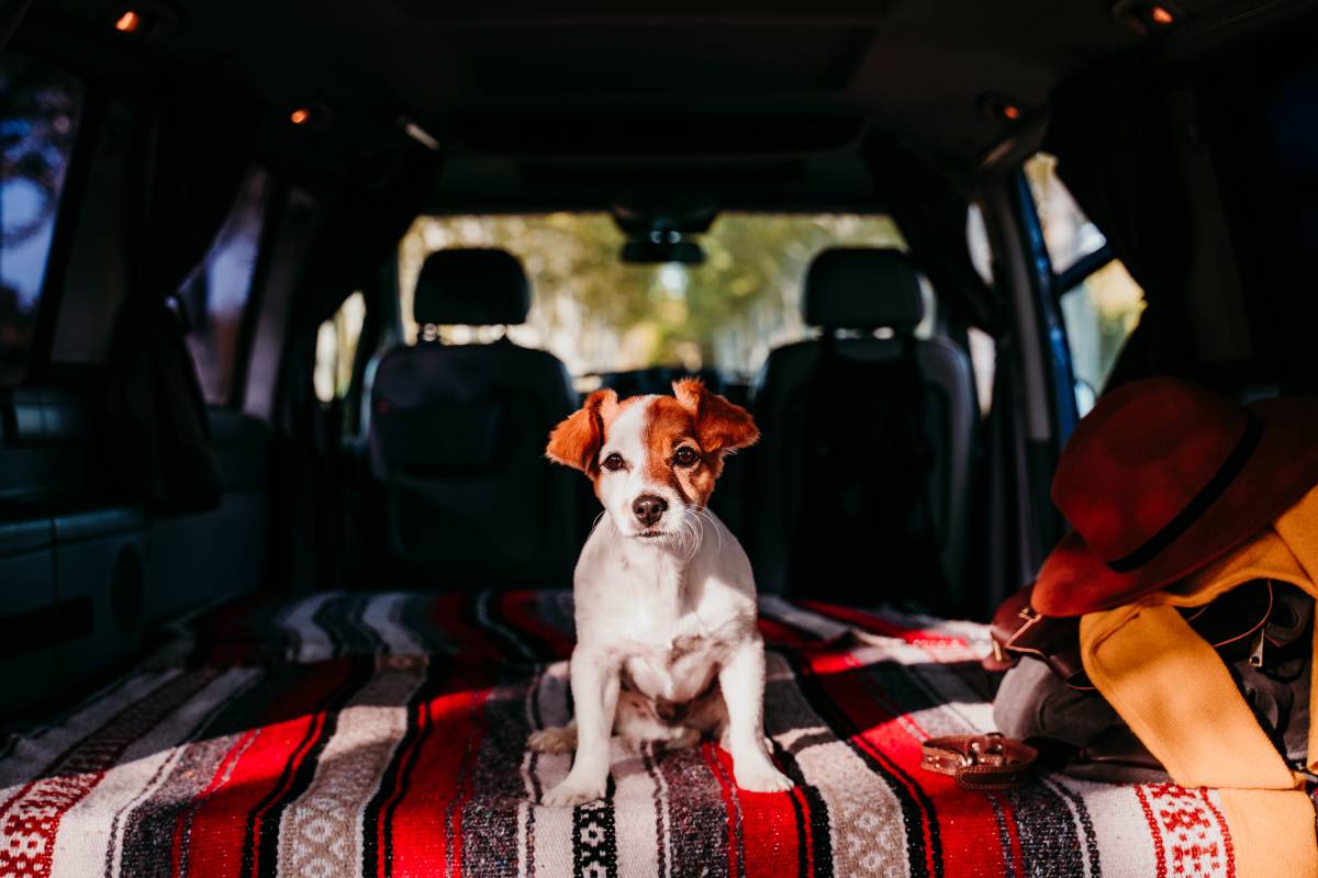 Viajar con perros en una furgoneta camper